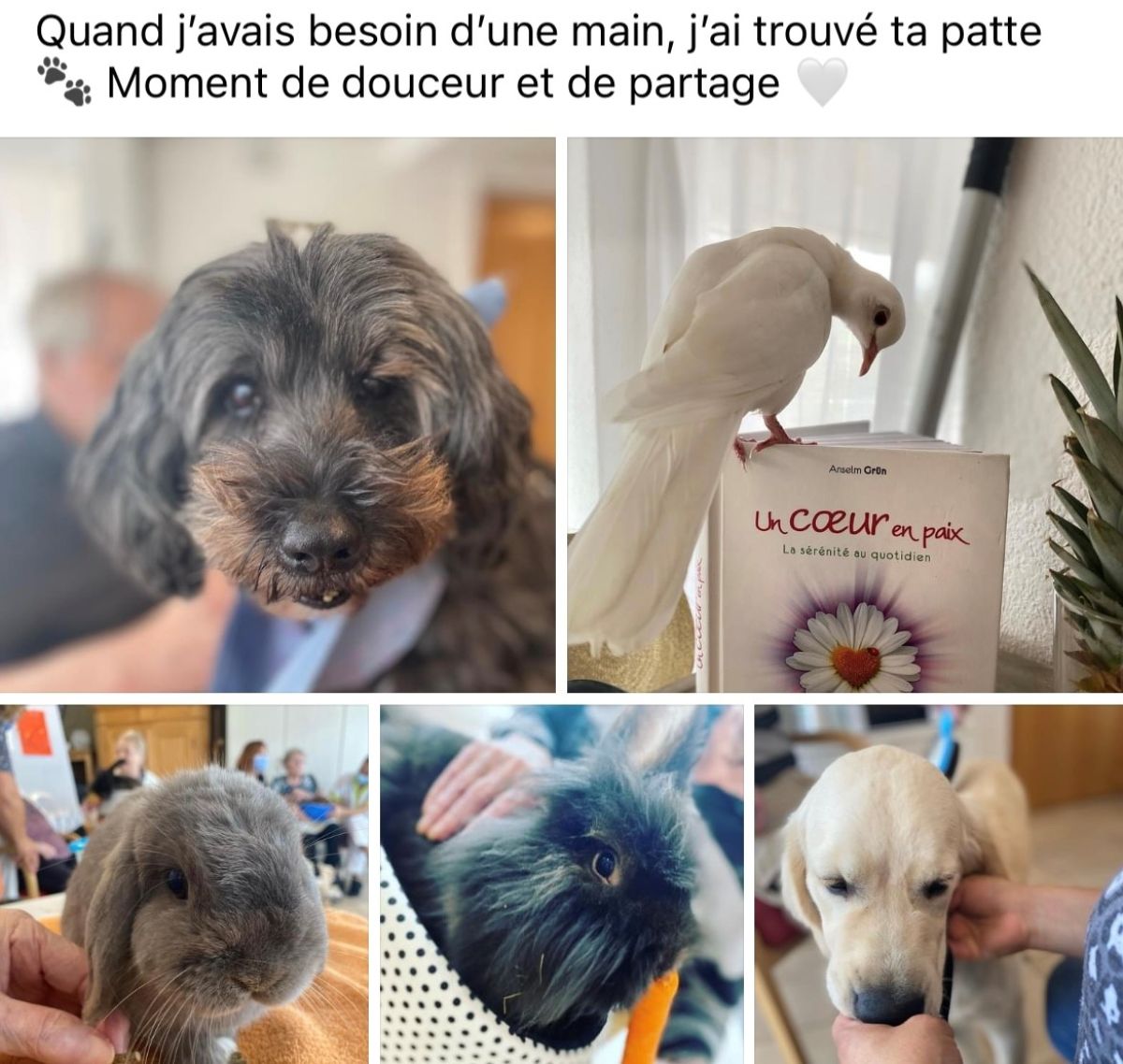 Zoothérapie